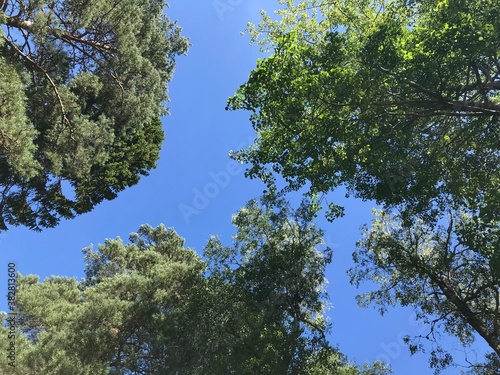 trees and sky