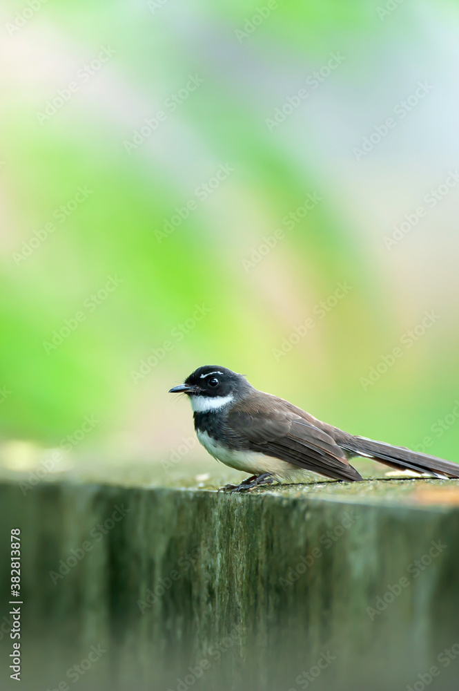 Obraz premium White-browed fantail is perching on the fence.
