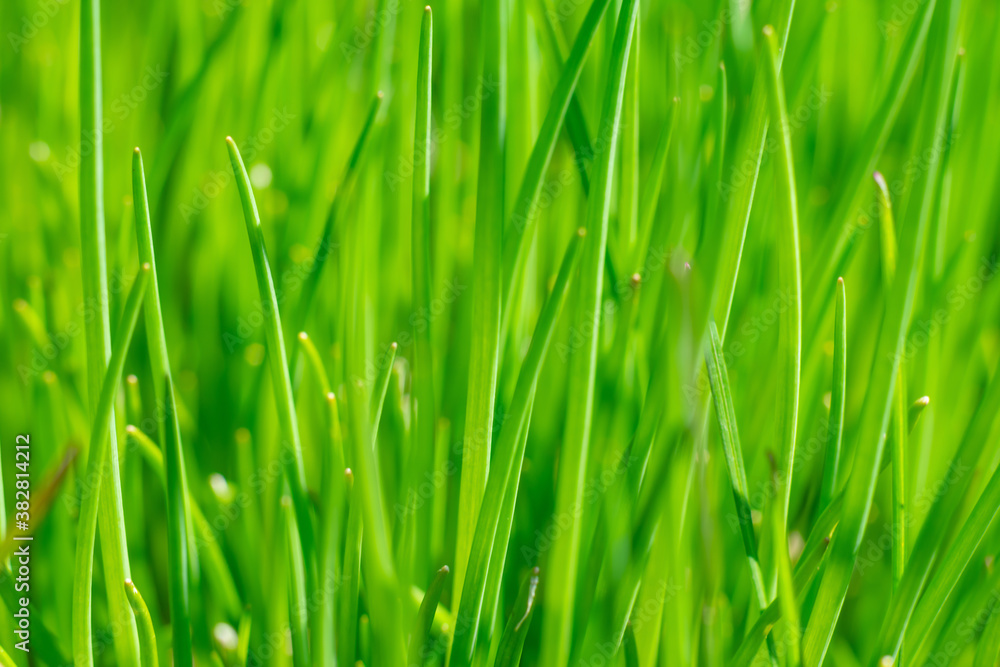 Bright juicy green grass textured background. Grass on sunlight on yard , natural texture Bright juicy green grass textured background. Grass on sunlight on yard , natural texture