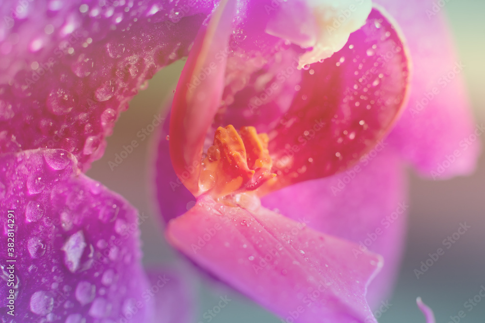 Toned background made of close up view of beautiful blooming orchid flowers lip labellum in bright magenta.Blooming Phalaenopsis flower with water drops on petals and lips.