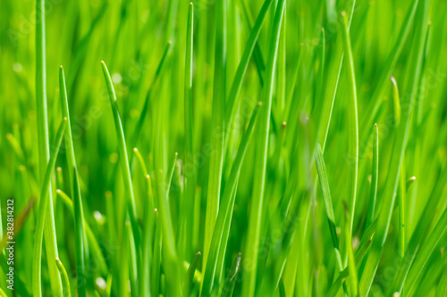 Bright juicy green grass textured background. Grass on sunlight on yard , natural texture