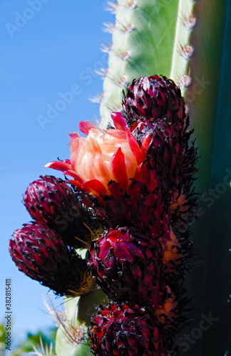 Close-Up of the blooming flowers and the fruits of an American desert cactus, pitahaya or tunas, Stenocereus queretaroensis on a blue sky
 photo