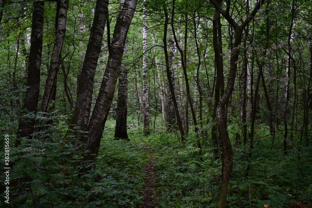 Fototapeta premium path in the forest