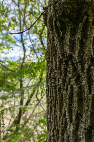 texture of a tree trunk and the forest 