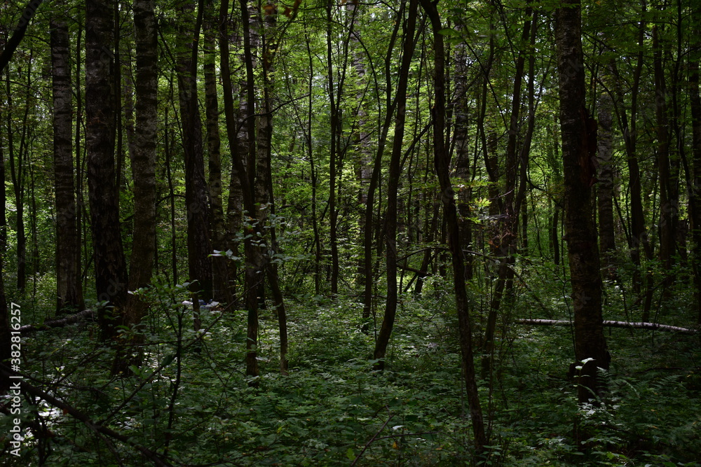 Fototapeta premium trees in the forest