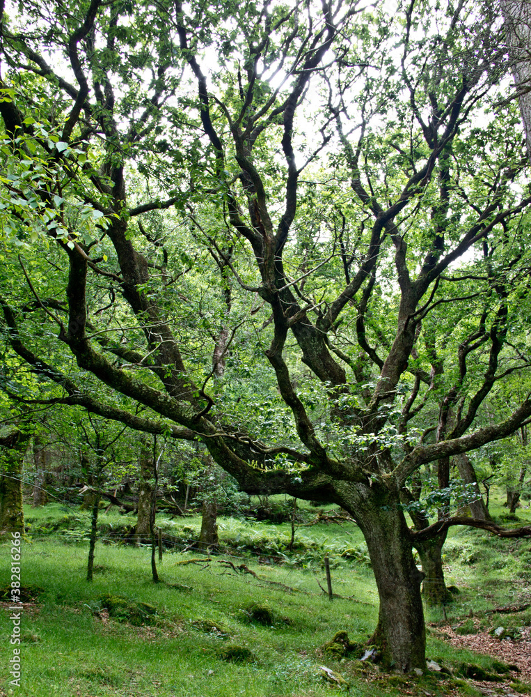 Mythical and huge tree with smaller trees in the background Mythical and huge tree with smaller trees in the background