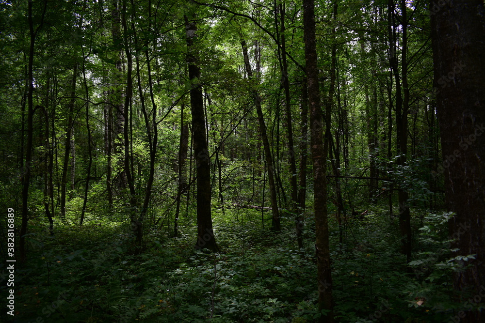forest in the morning forest in the morning