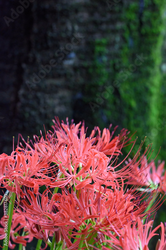 彼岸花