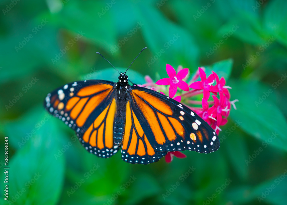 Obraz premium Monarch butterfly - Mariposa Monarca(Danaus plexippus)