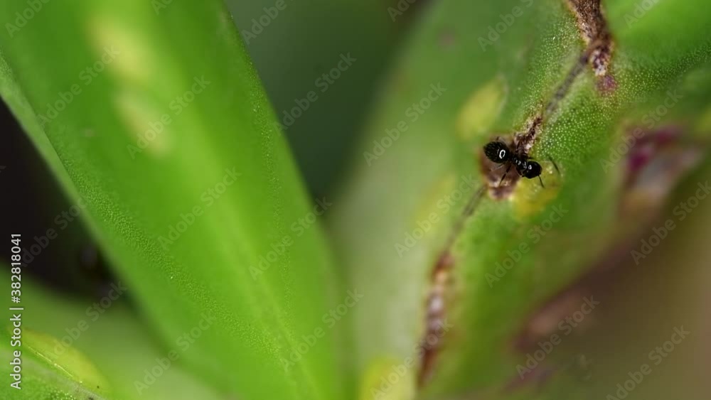 Tiny ants of the Brachymyrmex genus feed from liquid secreted by cochineals on a succulent plant. Tiny ants of the Brachymyrmex genus feed from liquid secreted by cochineals on a succulent plant.