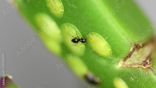 Tiny ants of the Brachymyrmex genus feed from liquid secreted by cochineals on a succulent plant. photo