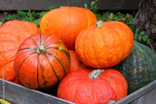 Pumpkin,
Pumpkins,
halloween,
Orange,
fall,
October,
garden,
vegetables,
Vegetable,
harvest,
farm
