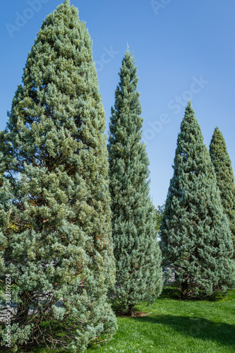 Close-up of trimmed Arizona cypress (Cupressus arizonica) 'Blue Ice' in city park Krasnodar. Public landscape 'Galitsky park' for relaxation and walking in sunny autumn September 2020 photo