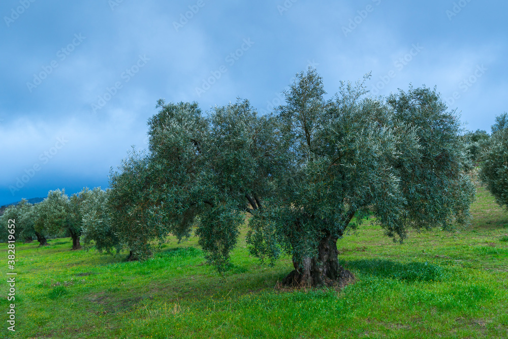 Olivo - Olive (Olea europaea), Sierra de las Nieves National Park, Málaga, Andalusia, Spain, Europe Olivo - Olive (Olea europaea), Sierra de las Nieves National Park, Málaga, Andalusia, Spain, Europe