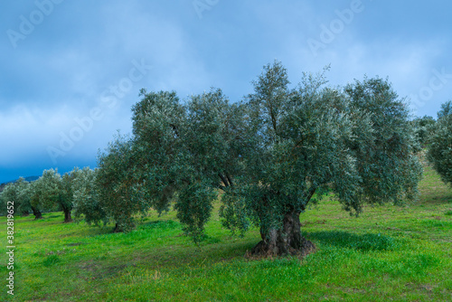 Olivo - Olive  Olea europaea   Sierra de las Nieves National Park  M  laga  Andalusia  Spain  Europe