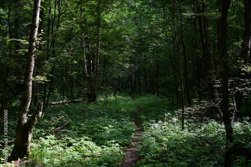 forest in spring