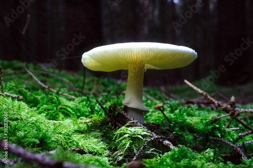 Canvas Print Close-up of a wild mushroom Destroying angel growing  under the sunlight in the