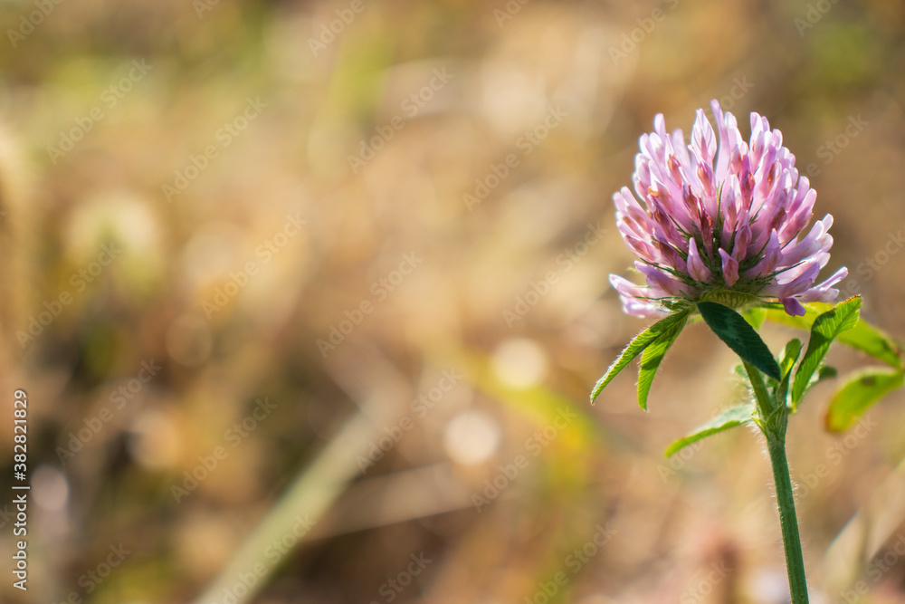 Fotografie Red clover flower in autumn.