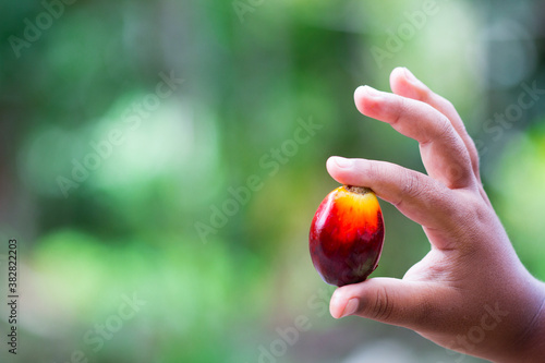 Red palm oil seeds on Child's hands