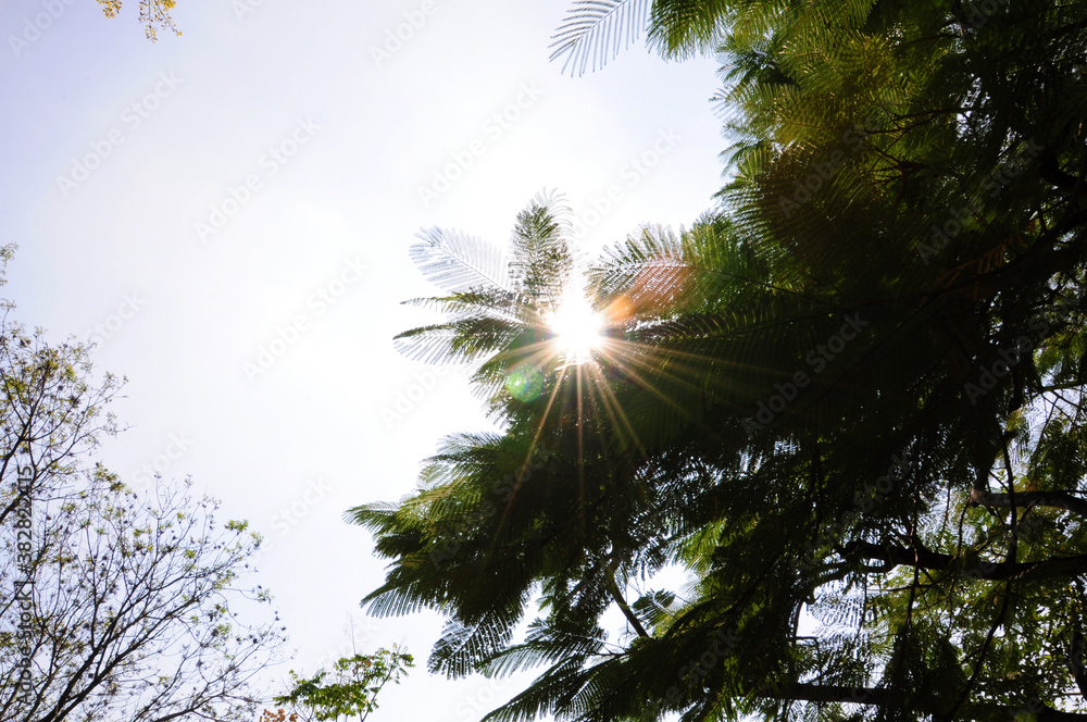 Obraz premium Sunshine behind leaves against the sky.