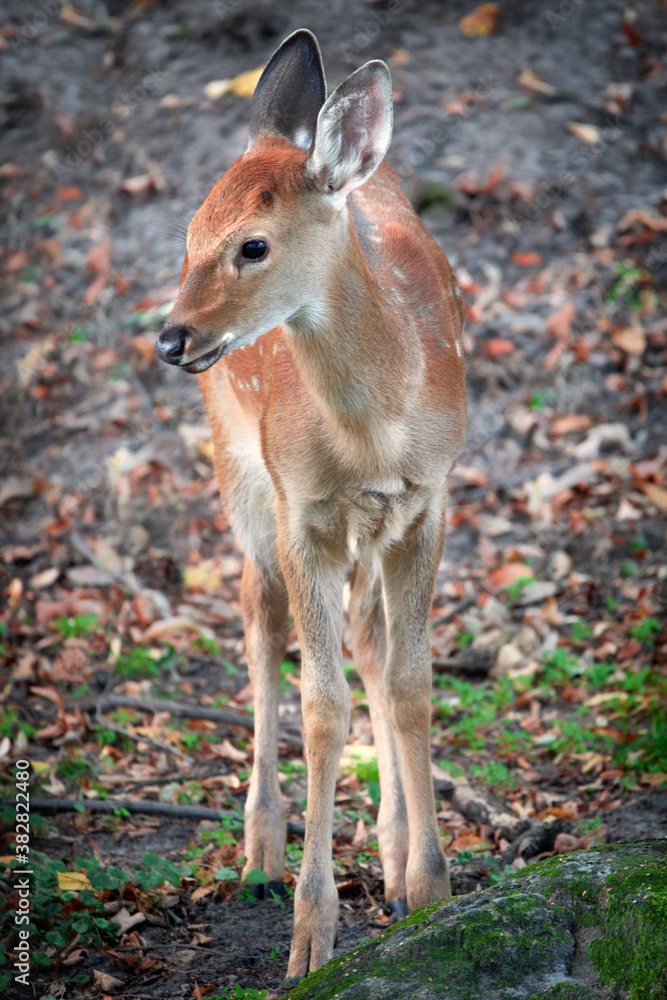 Little red beautiful baby deer in the forest. Little red beautiful baby deer in the forest.