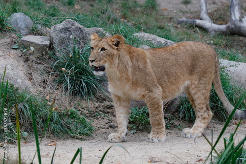 Afrikanischer Löwe - Jungtier