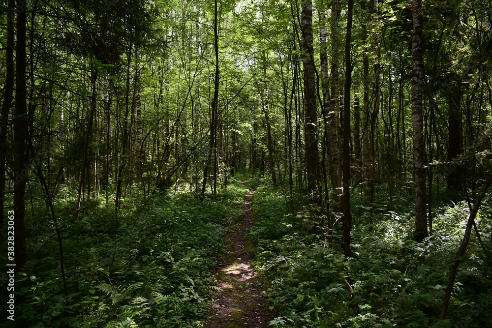 forest in the morning forest in the morning