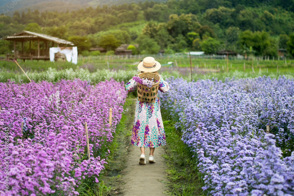 Φωτογραφία Back side of Asian woman is enjoy traveling at Margaret flower field in Chiangmai, Thailand