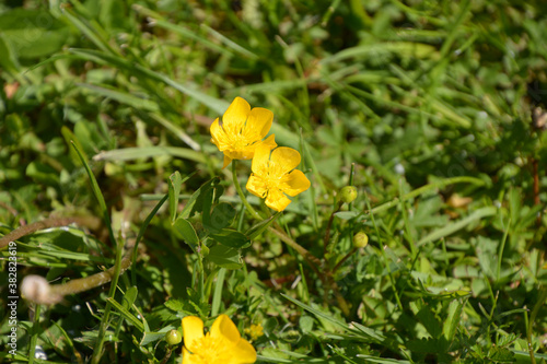 bright yellow buttercup in green grass in early spring