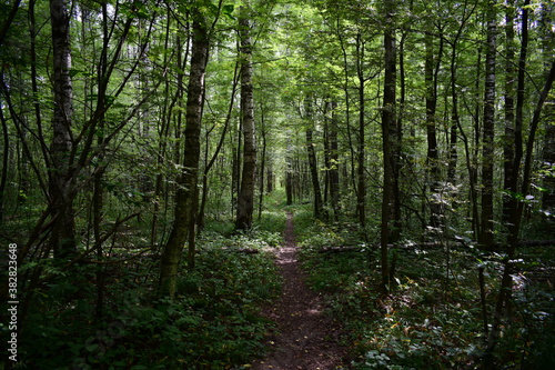 forest in the morning