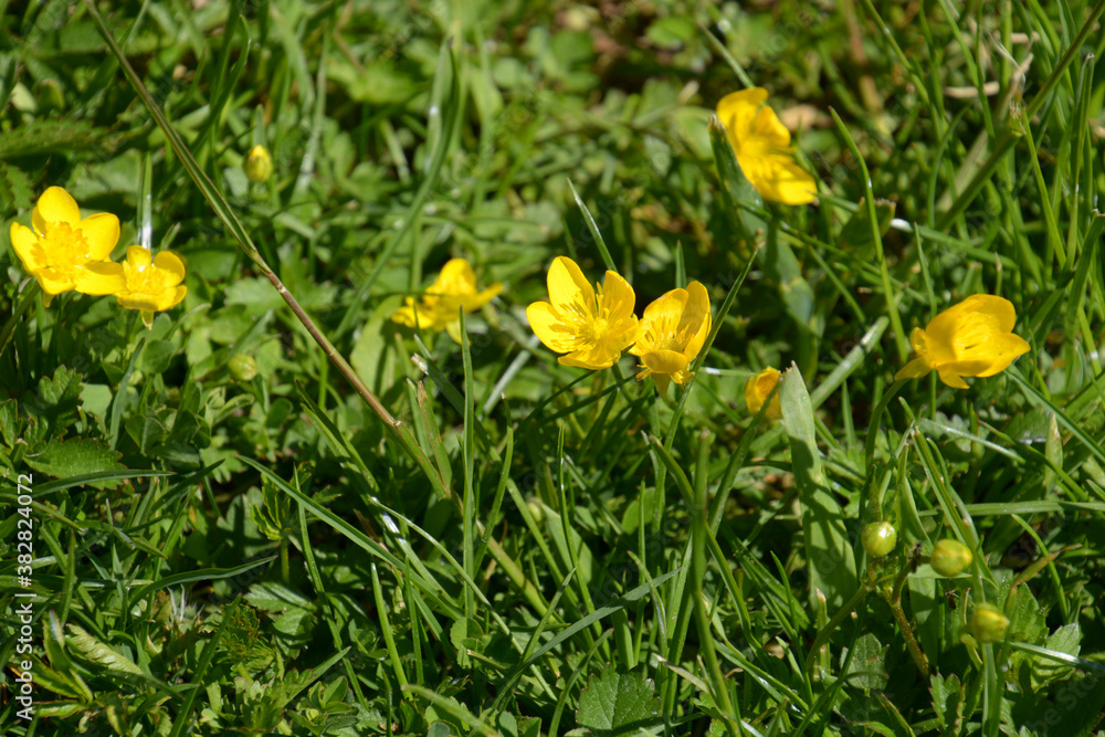 spearworts or buttercup flowers in grass as spring theme background spearworts or buttercup flowers in grass as spring theme background