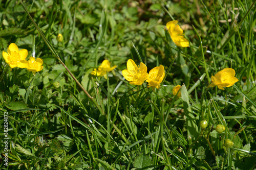 spearworts or buttercup flowers in grass as spring theme background