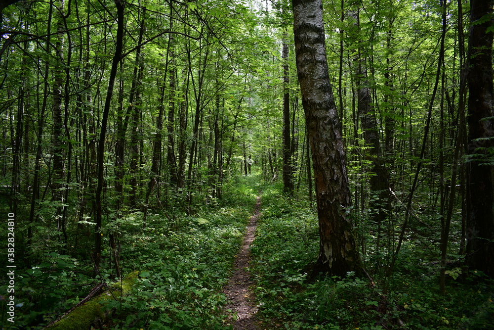 Obraz premium footpath in the woods