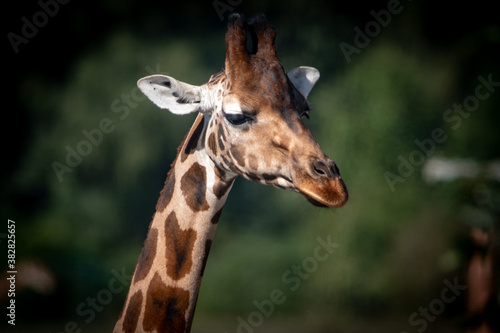 Giraffe Blick V © Marco