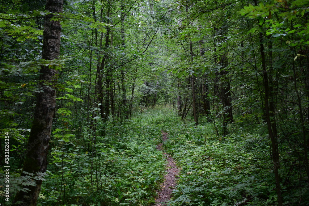 footpath in the forest footpath in the forest