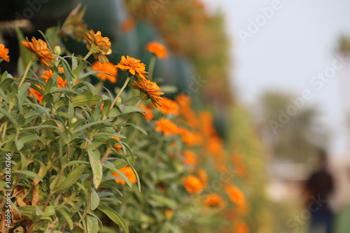 orange flower in the garden