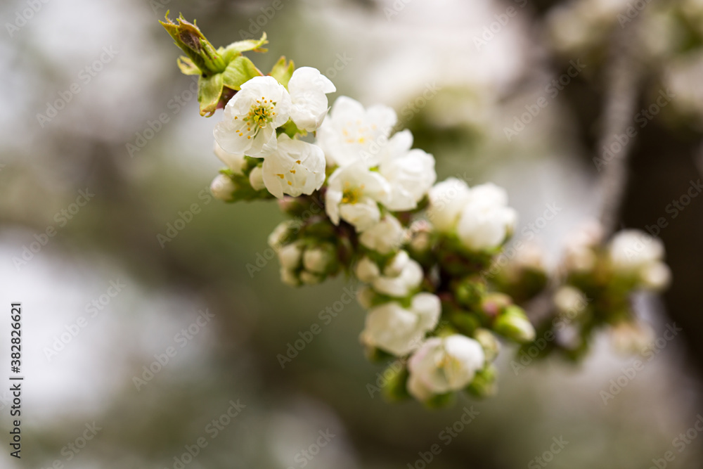 Fleurs Fleurs