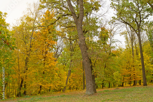 Autumn  yellow trees, forest  landscape, Sofievka park, Ukraine, Uman photo