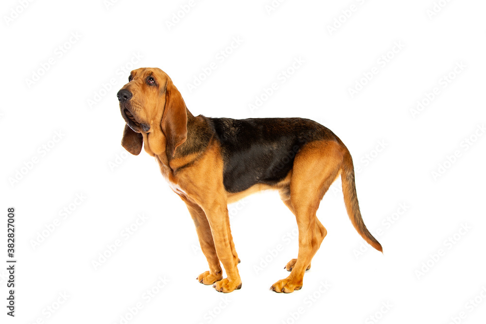 bloodhound in front of white bloodhound in front of white