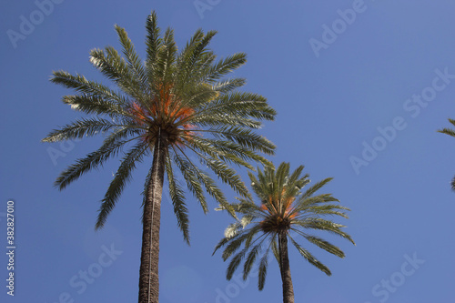 palm tree with a blue sky background