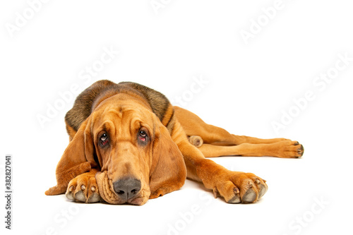 bloodhound in front of white photo