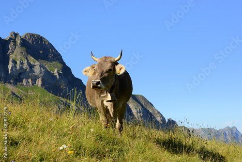 Almsommer in der Schweiz. K  he und K  lber auf der Almweide