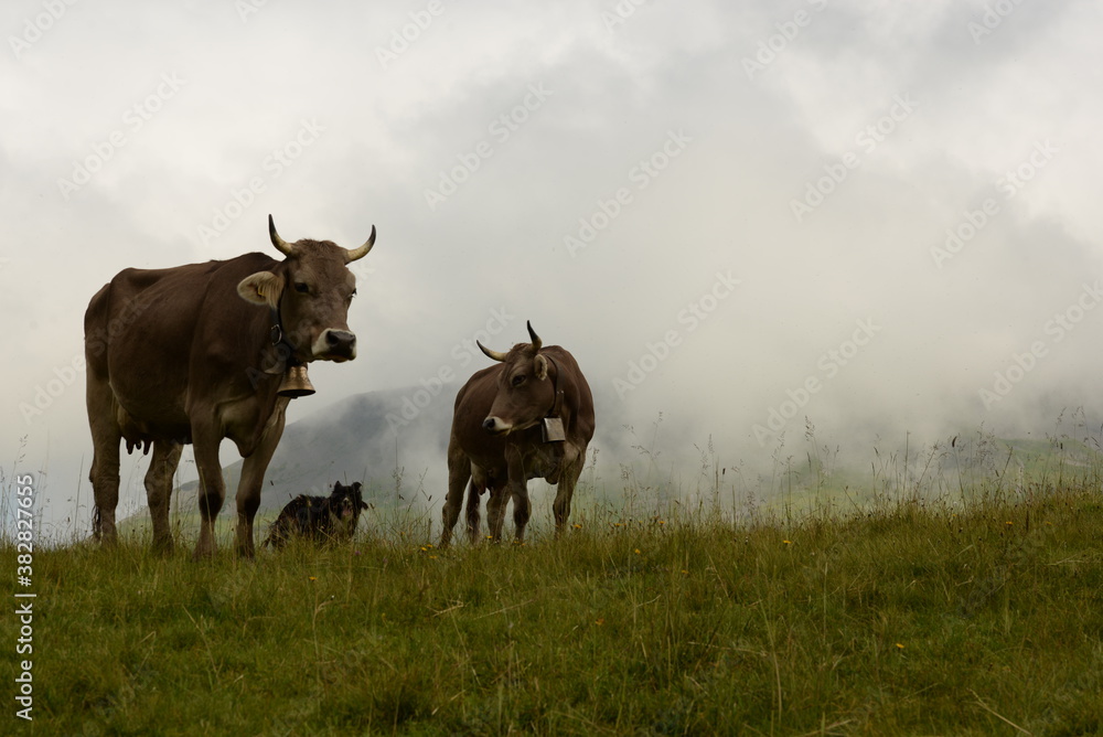 Obraz premium Almsommer in der Schweiz. Kühe und Kälber auf der Almweide