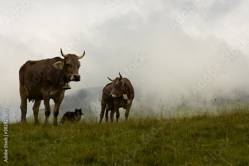 Fototapeta Naklejka Na Ścianę i Meble -  Almsommer in der Schweiz. Kühe und Kälber auf der Almweide