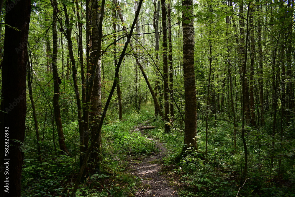 trees in the forest trees in the forest