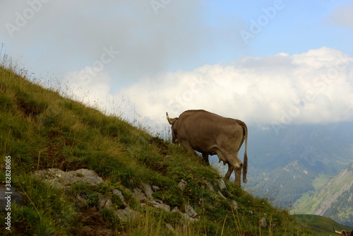 Almsommer in der Schweiz. Kühe und Kälber auf der Almweide photo