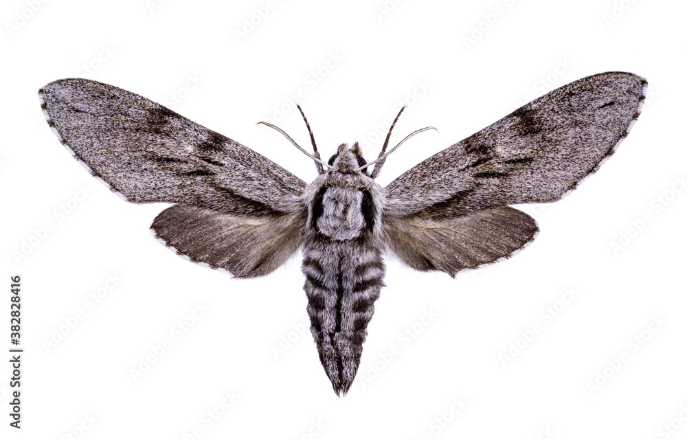 Obraz premium hairy moth Sphinx pinastri on a white background