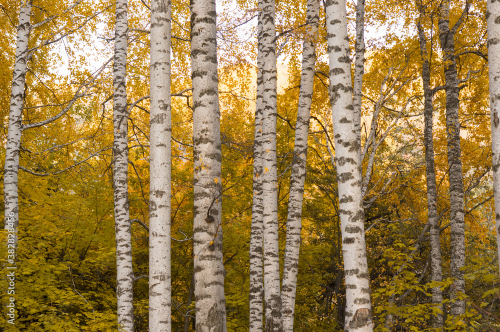Beautiful yellow birch forest in autumn Beautiful yellow birch forest in autumn