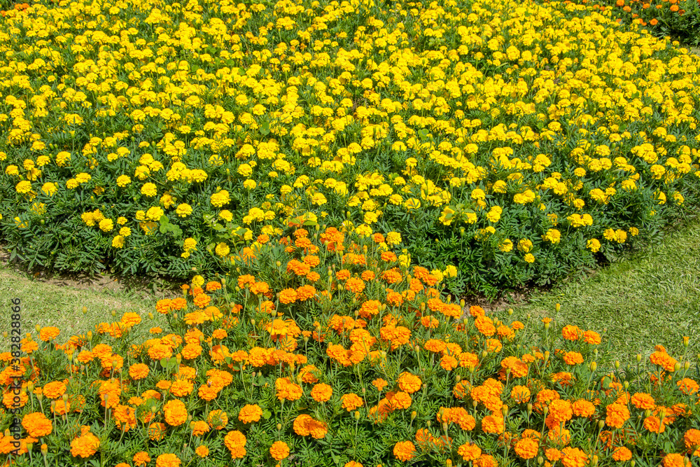 Obraz premium Walk on the Azores archipelago. Discovery of the island of Sao Miguel, Azores. Furnas