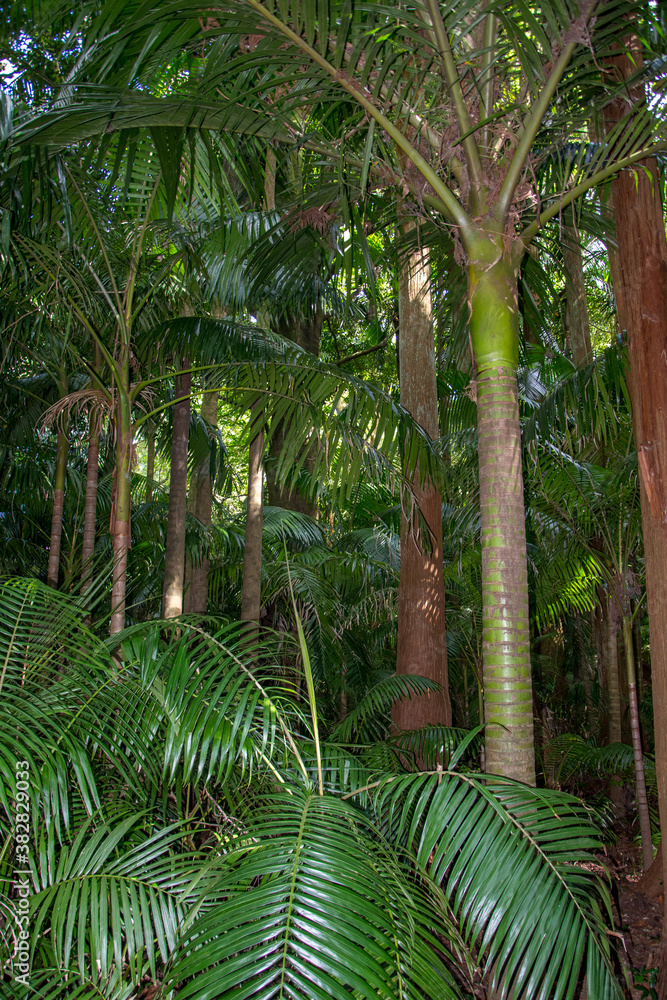 Walk on the Azores archipelago. Discovery of the island of Sao Miguel, Azores. Furnas Walk on the Azores archipelago. Discovery of the island of Sao Miguel, Azores. Furnas